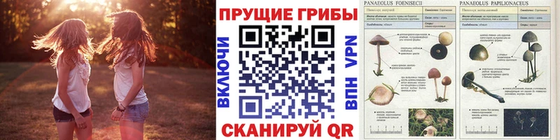 KRAKEN маркетплейс  Чегем  Галлюциногенные грибы прущие грибы  где купить наркоту 